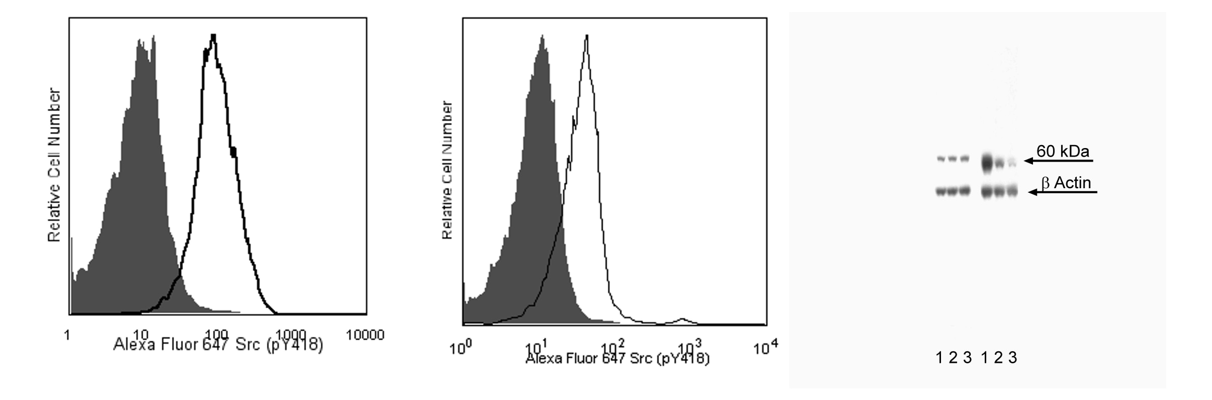 560096Image1.png
